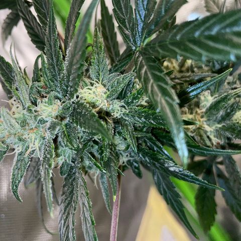 Late Outdoor season 25 - turned inside :D 1 AK48#2 auto  growlog timeline photo