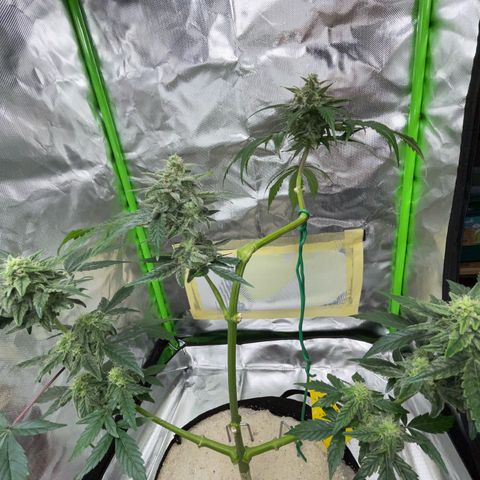 Late Outdoor season 25 - turned inside :D 1 AK48#2 auto  growlog timeline photo