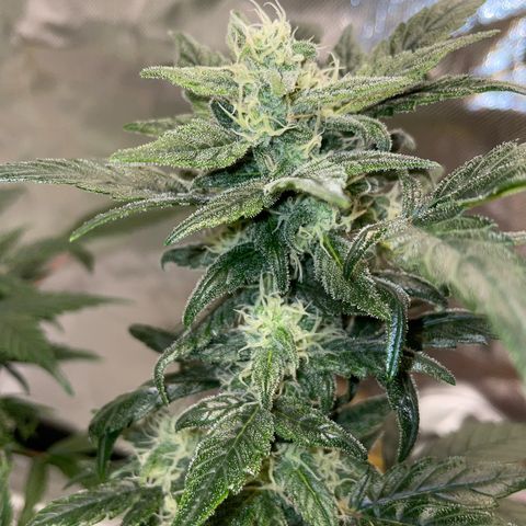 Late Outdoor season 25 - turned inside :D 1 AK48#2 auto  growlog timeline photo