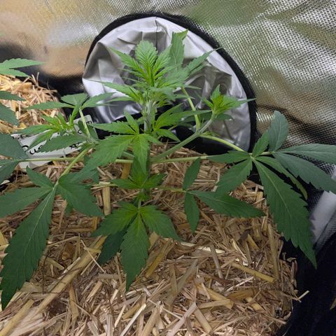 Purple Punch Automatic by KilliczGe growlog timeline photo