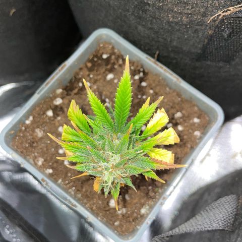 Tangerine Dream Clon #1 by KilliczGe growlog timeline photo