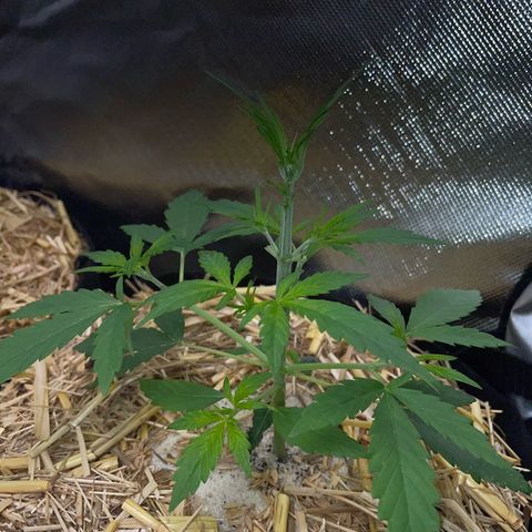 White Widow Automatic by KilliczGe growlog timeline photo