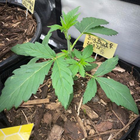 Big Bud by KilliczGe growlog timeline photo