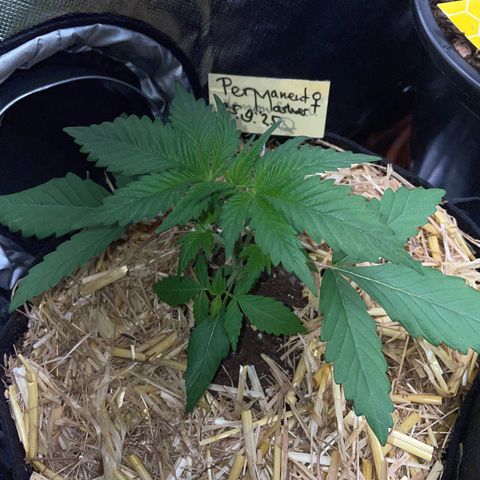 Permanent Marker by KilliczGe growlog timeline photo