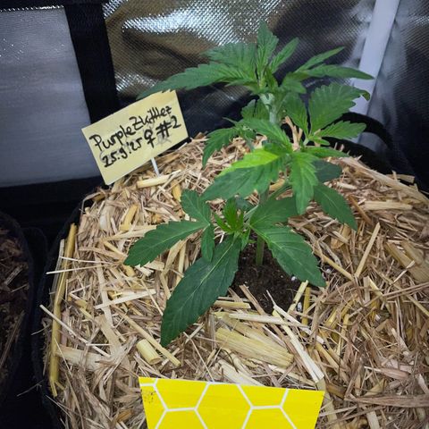 Purple Zkittlez #2 by KilliczGe growlog timeline photo