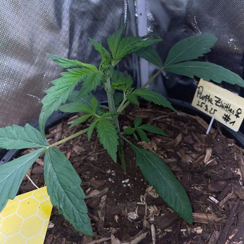 Purple Zkittlez #1 by KilliczGe growlog timeline photo