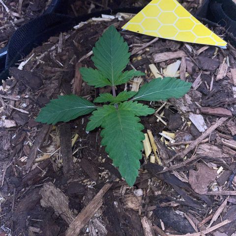 Cereal Milk #3 by KilliczGe growlog timeline photo