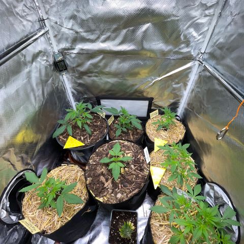 Purple Zkittlez #2 by KilliczGe growlog timeline photo