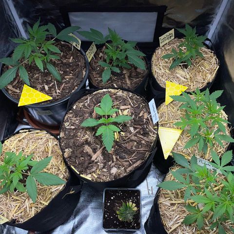 Purple Zkittlez #2 by KilliczGe growlog timeline photo