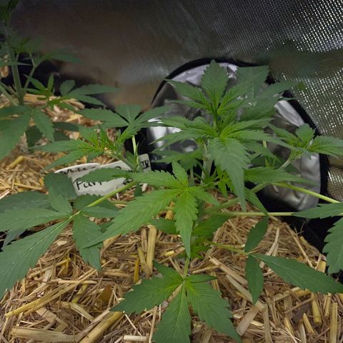 Purple Punch Automatic by KilliczGe growlog timeline photo