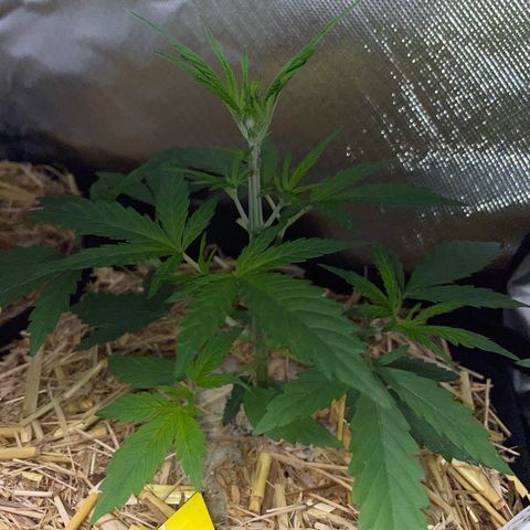 White Widow Automatic by KilliczGe growlog timeline photo