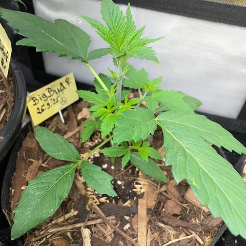 Big Bud by KilliczGe growlog timeline photo
