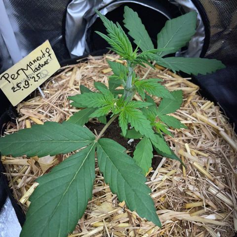 Permanent Marker by KilliczGe growlog timeline photo