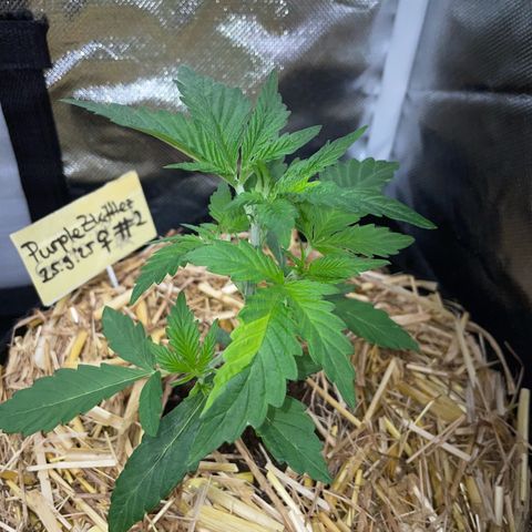 Purple Zkittlez #2 by KilliczGe growlog timeline photo