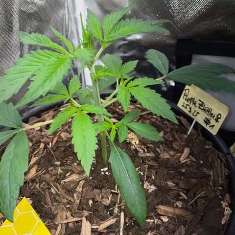 Purple Zkittlez #1 by KilliczGe growlog timeline photo