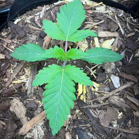 Cereal Milk #3 by KilliczGe growlog timeline photo