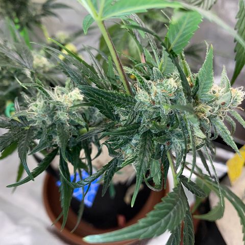 Late Outdoor season 25 - turned inside :D 1 AK48#2 auto  growlog timeline photo