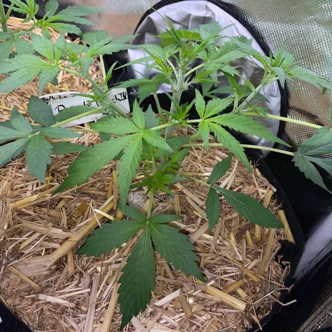 Purple Punch Automatic by KilliczGe growlog timeline photo