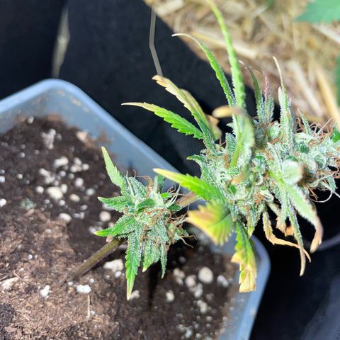 Tangerine Dream Clon #1 by KilliczGe growlog timeline photo