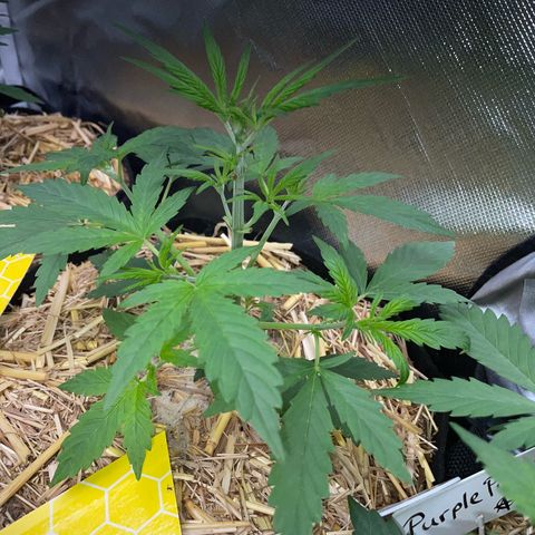 White Widow Automatic by KilliczGe growlog timeline photo