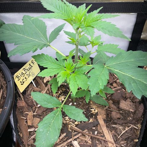 Big Bud by KilliczGe growlog timeline photo