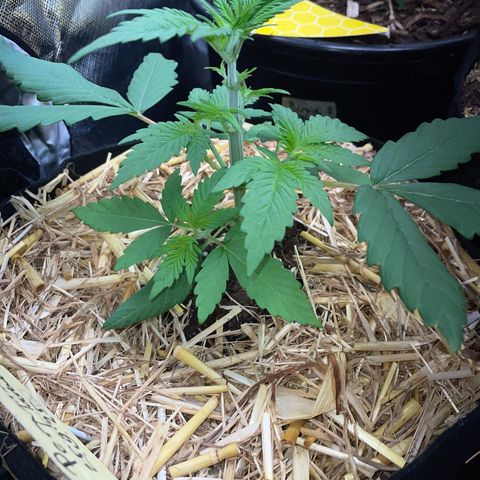 Permanent Marker by KilliczGe growlog timeline photo