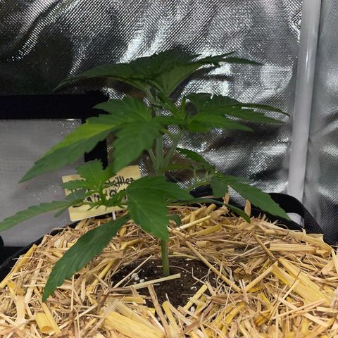 Purple Zkittlez #2 by KilliczGe growlog timeline photo