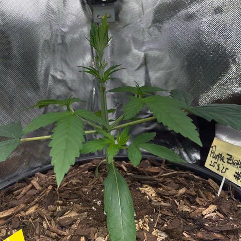 Purple Zkittlez #1 by KilliczGe growlog timeline photo