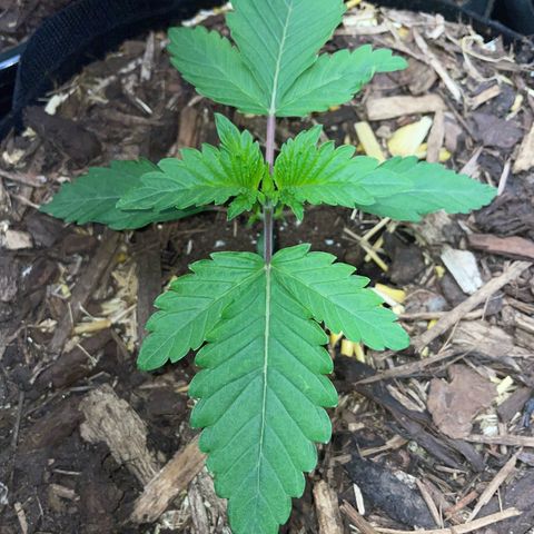 Cereal Milk #3 by KilliczGe growlog timeline photo