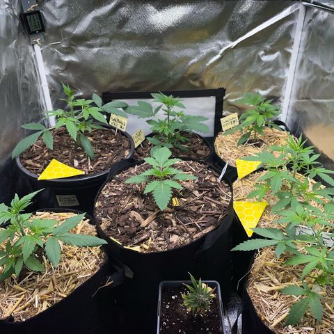 Purple Zkittlez #2 by KilliczGe growlog timeline photo