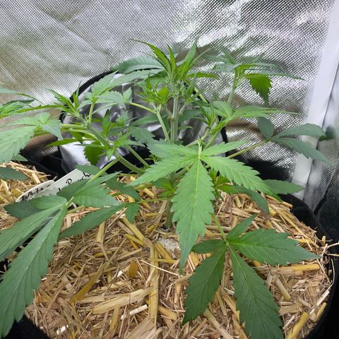 Purple Punch Automatic by KilliczGe growlog timeline photo