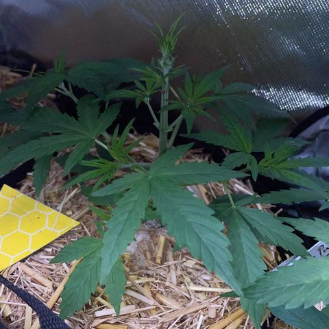 White Widow Automatic by KilliczGe growlog timeline photo