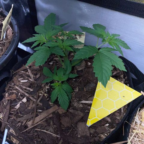 Big Bud by KilliczGe growlog timeline photo