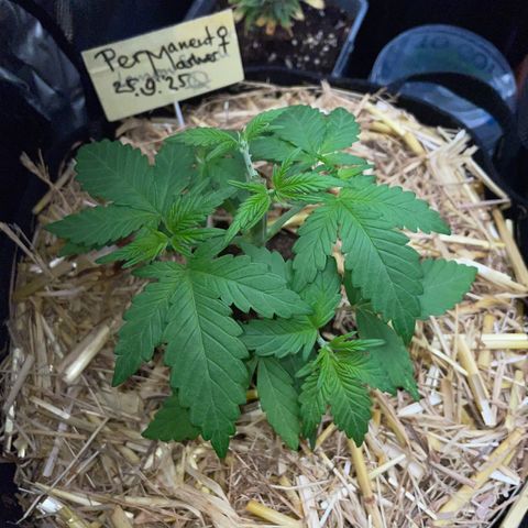 Permanent Marker by KilliczGe growlog timeline photo