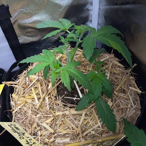 Purple Zkittlez #2 by KilliczGe growlog timeline photo