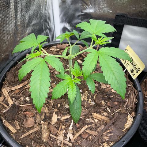 Purple Zkittlez #1 by KilliczGe growlog timeline photo