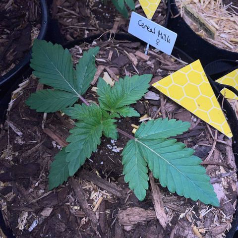 Cereal Milk #3 by KilliczGe growlog timeline photo