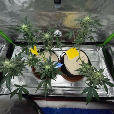 Late Outdoor season 25 - turned inside :D 1 AK48#2 auto  growlog timeline photo