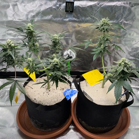 Late Outdoor season 25 - turned inside :D 1 AK48#2 auto  growlog timeline photo