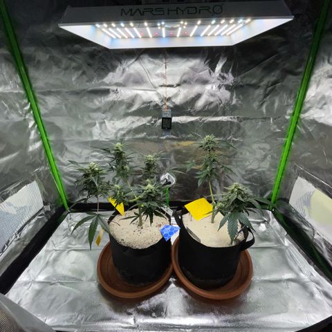 Late Outdoor season 25 - turned inside :D 1 AK48#2 auto  growlog timeline photo