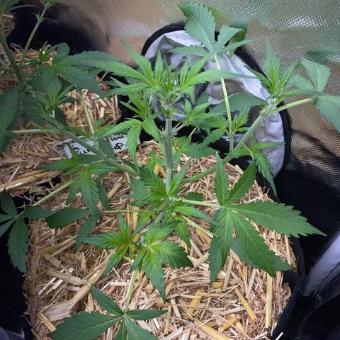 Purple Punch Automatic by KilliczGe growlog timeline photo