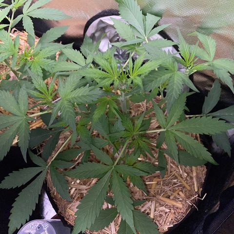 Purple Punch Automatic by KilliczGe growlog timeline photo