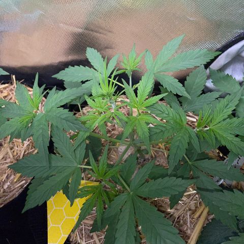 White Widow Automatic by KilliczGe growlog timeline photo