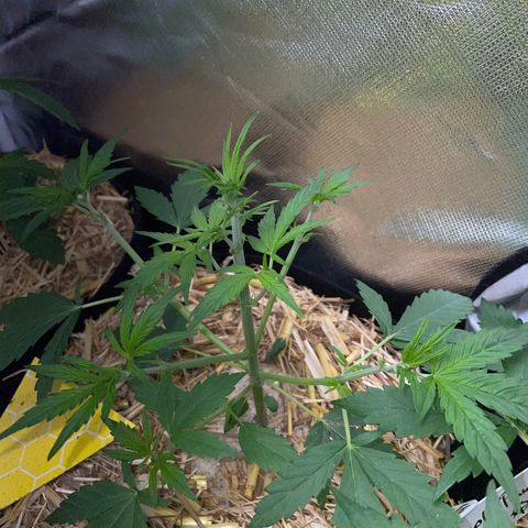 White Widow Automatic by KilliczGe growlog timeline photo