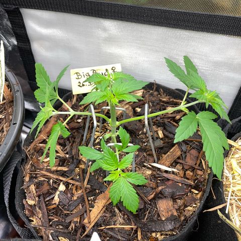 Big Bud by KilliczGe growlog timeline photo