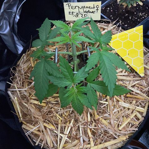 Permanent Marker by KilliczGe growlog timeline photo