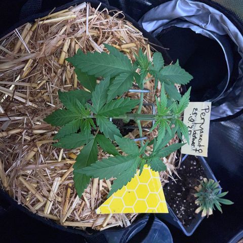 Permanent Marker by KilliczGe growlog timeline photo