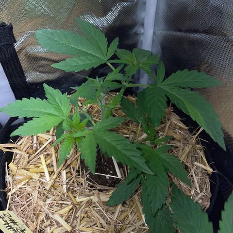 Purple Zkittlez #2 by KilliczGe growlog timeline photo