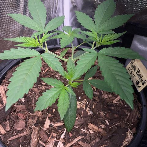 Purple Zkittlez #1 by KilliczGe growlog timeline photo