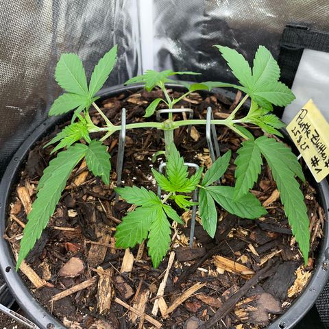 Purple Zkittlez #1 by KilliczGe growlog timeline photo